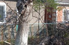 Александр Сидорков помог в спиле дерева возле дома пенсионера