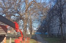 В Георгиевске после обращения к депутату спилили опасное дерево