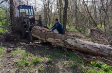 В Петровском округе помогли убрать дерево