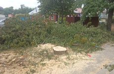 В Георгиевске убрали аварийные деревья