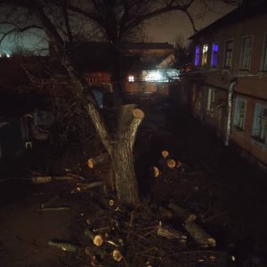 В Георгиевске депутат помог спилить высокое дерево