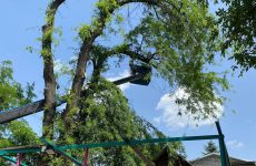 В Пятигорске помогли спилить ветки аварийного дерева