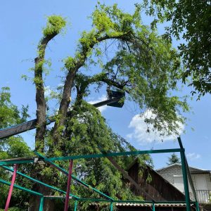 В Пятигорске помогли спилить ветки аварийного дерева